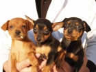 ¡Tu Mini Pincher, el cachorro que buscabas!  Santander - mejor precio | unprecio.es