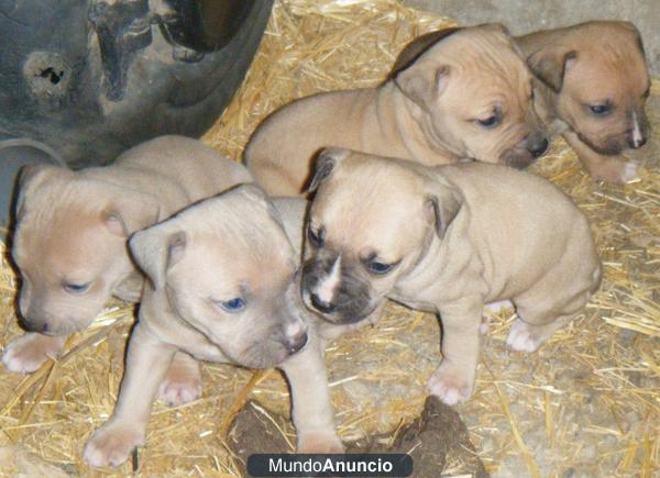 american stanford cachorros