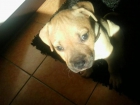 amstaff 2 meses y medio - mejor precio | unprecio.es