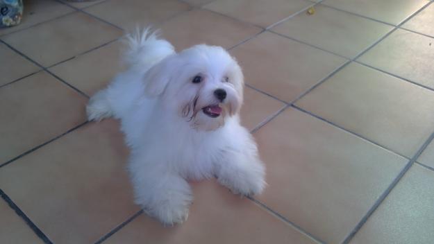 bichon maltes