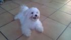 bichon maltes - mejor precio | unprecio.es