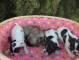 Bulldog Frances excelentes cachorros135
