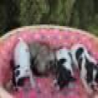 Bulldog Frances excelentes cachorros135 - mejor precio | unprecio.es