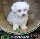 cachorro angelical y solitario - mejor precio | unprecio.es