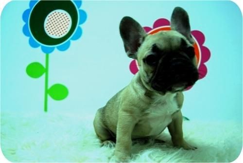 cachorros de bull frances estan ya  para entregar, elige el que mas te guste,