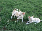 CHIHUAHUA CACHORROS - mejor precio | unprecio.es