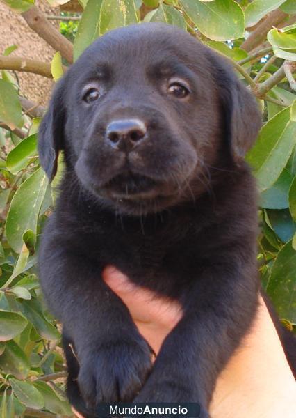 Labradores super guapos