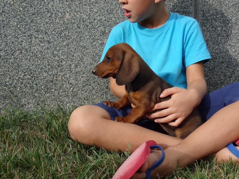 Ultima cachorrita teckel estandar pelo corto.