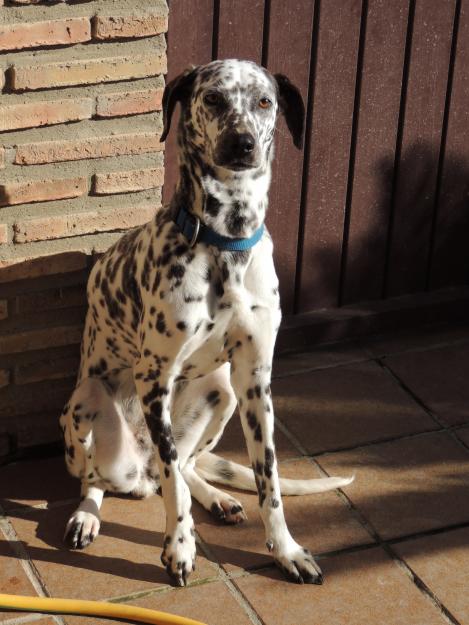 Busco dueño para perrita abandonada.