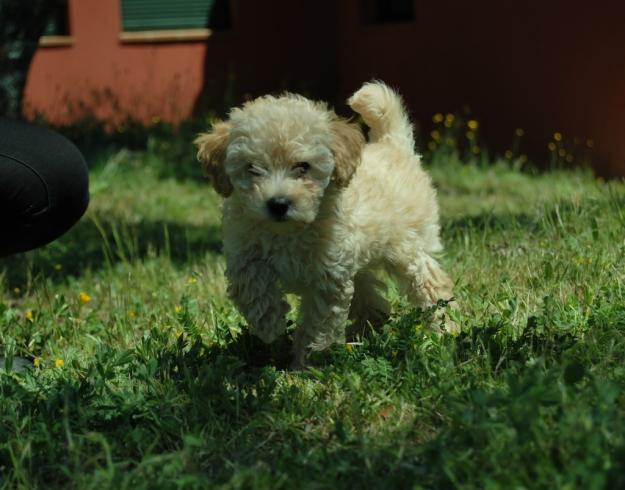 A 20 minutos de madrid, cachorros de caniche toy, blancos y apricot clarito
