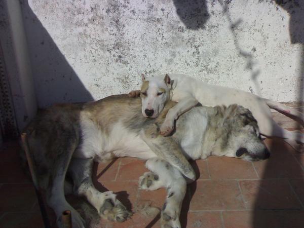 adopto bullterrier,presa canario o doo aleman o argentino