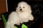 bichon frise - mejor precio | unprecio.es