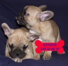 Bulldog francés, excelentes cachorros - mejor precio | unprecio.es