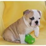 bulldog Inglés para Adoption.they son muy hermosa y vendrá con