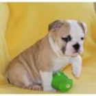 bulldog Inglés para Adoption.they son muy hermosa y vendrá con - mejor precio | unprecio.es