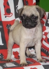 Cachorros de CARLINO - mejor precio | unprecio.es