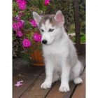 Cachorros Siberian Husky. - mejor precio | unprecio.es