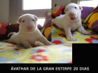 Camada Disponible Bull Terrier. - mejor precio | unprecio.es