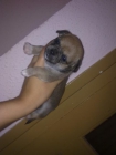 chihuahua - mejor precio | unprecio.es
