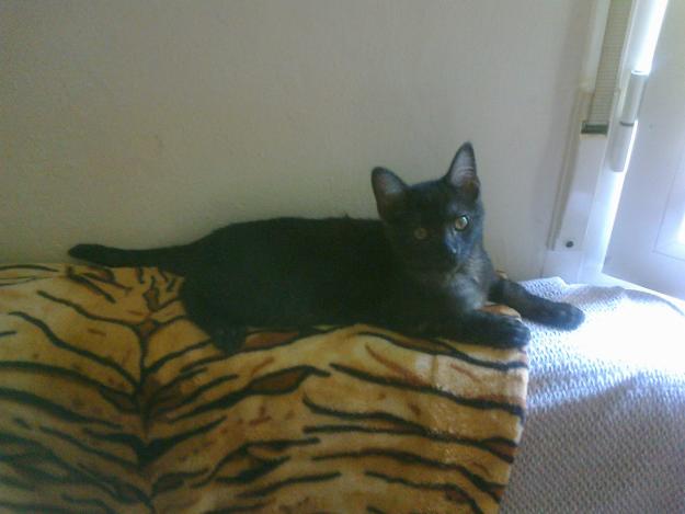 EBRITO SACO DE MIMOS EN ADOPCIÓN