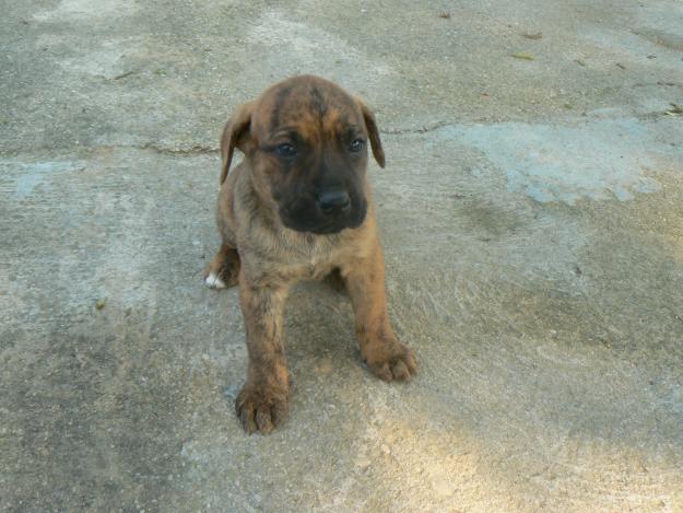 REGALO CACHORROS CRUCE BOXER - VALENCIA