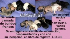 Se vende camada de bulldog frances nascidos el 13 de noviembre 2012 - mejor precio | unprecio.es