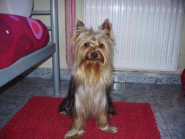 SE VENDEN CACHORROS DE YORKSHIRE TERRIER