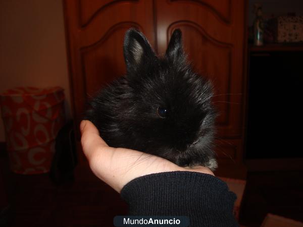 Vendo conejo enano angora de 3 meses