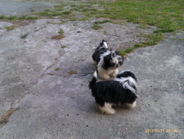 Preciosos shih-tzus Imperiales (pequeño tamaño)