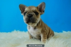 BULLDOG FRANCES FAWN, NEGROS, EXCELENTES ,PEDIGRE - mejor precio | unprecio.es