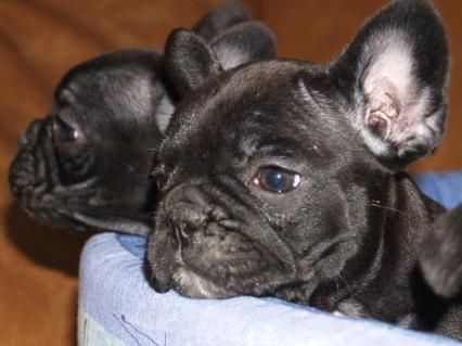 Bullodog Frances, cachorros muy economicos