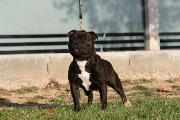 cachorras staffordshire bull terrier