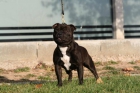 cachorras staffordshire bull terrier - mejor precio | unprecio.es