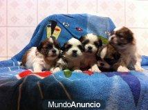 CACHORRITOS SHIH TZU