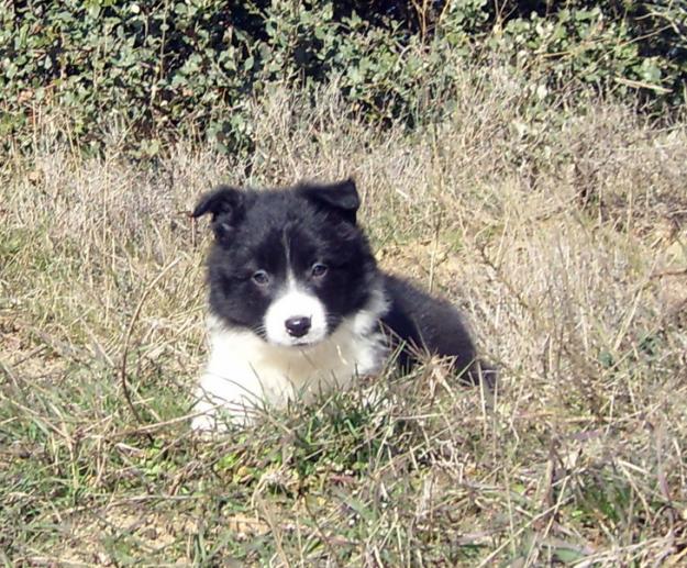 Cachorros border collie