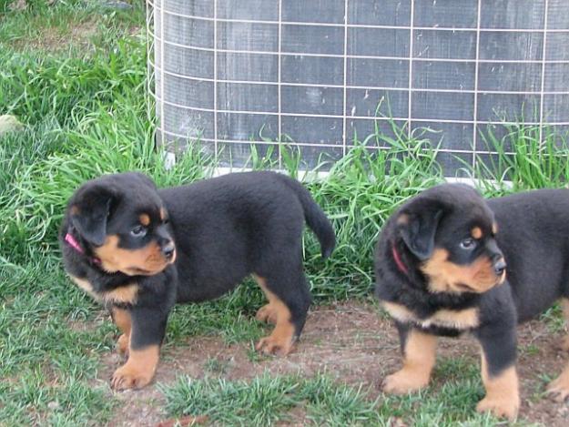 Cachorros rottweiler disponibles