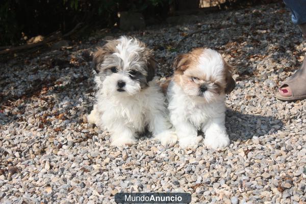 CACHORROS SHIH-TZU 250€