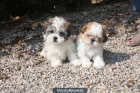 CACHORROS SHIH-TZU 250€ - mejor precio | unprecio.es