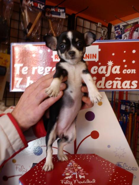 Chihuahuas