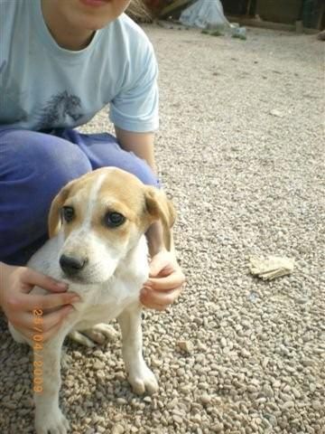 Lática, cachorrita abandonada en adopción, guapa, cariñosa y tranquila.