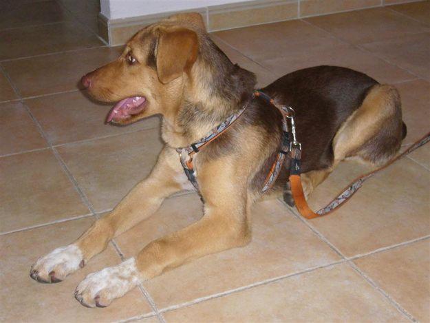 Perro en adopción