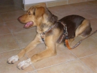Perro en adopción - mejor precio | unprecio.es