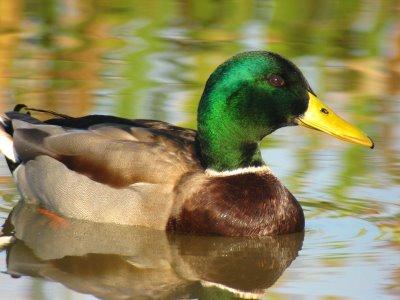 VENDO PATOS AZULONES, OCAS Y PATOS PETIT MIGNON