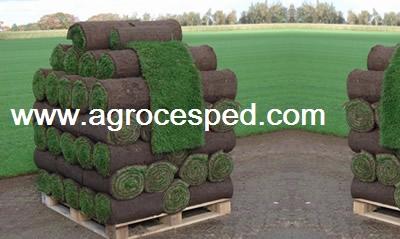 Ofertas de césped natural en tepes. AGROCESPED. Precios de césped natural en tepes.