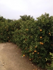 Naranjas económicas directas del árbol - mejor precio | unprecio.es