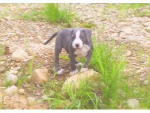 American pitbull terrier cachorro