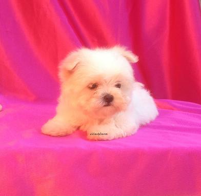 Bichon Maltes