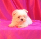 Bichon Maltes - mejor precio | unprecio.es