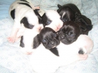 cachorros bulldog frances - mejor precio | unprecio.es
