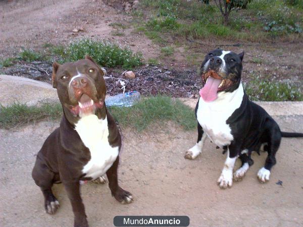 Camada pitbull